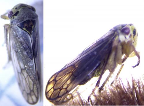 Réf. 259 545 : Oncopsis (flavicollis-subangulata)